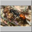 Caliadurgus fasciatellus - Wegwespe w01f 6mm mit Spinne - Sandgrube Niedringhaussee-det.jpg